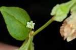 Climbing false buckwheat